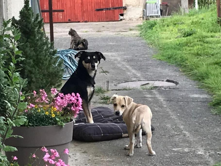 Ferienwohnung Kompass Nahe Der Ostsee Im Gruenen Bad Doberan Exterior foto